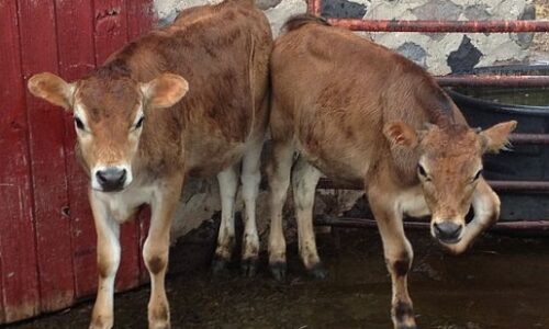 Dau lo. Two Calves