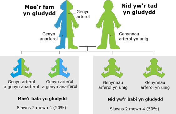 Diagram sy’n dangos y risg o etifeddu pan fo un rhiant yn gludwr beta thalassemia. Mae’r rhes uchaf yn dangos dau oedolyn: un yn hanner glas a hanner gwyrdd (gludwr gydag un genyn arferol ac un genyn anarferol) ac un yn hollol wyrdd (nid yn gludwr, gyda genynnau arferol yn unig). Isod, mae dau banel yn dangos canlyniadau posibl ar gyfer babi. Mae’r panel chwith yn dangos babi hanner glas a hanner gwyrdd wedi’i labelu: “Mae’r babi yn gludwr – genyn arferol a genyn anarferol, siawns o 2 o bob 4 (50%).” Mae’r panel de yn dangos babi hollol wyrdd wedi’i labelu: “Nid yw’r babi yn gludwr – genynnau arferol yn unig, siawns o 2 o bob 4 (50%).”